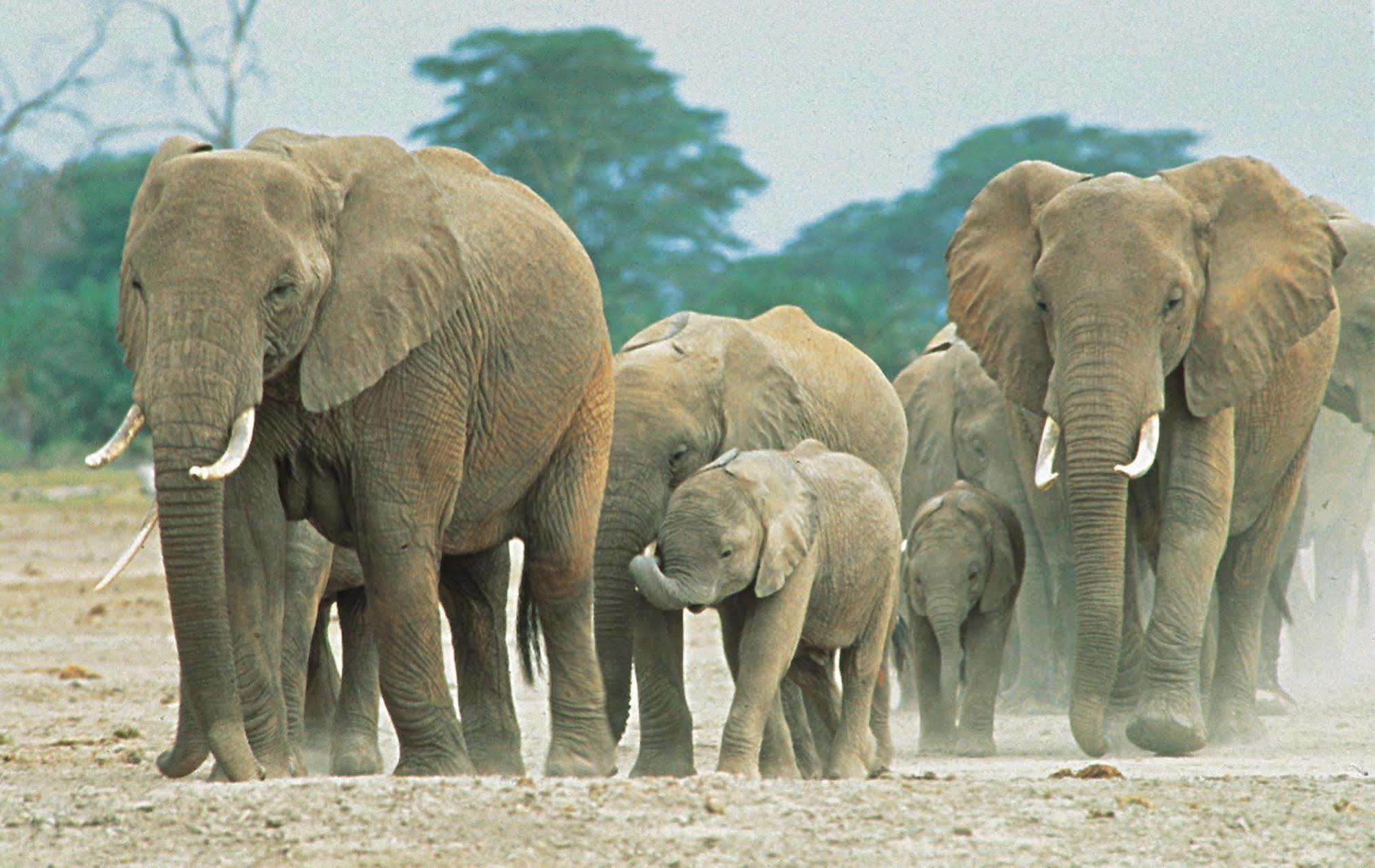Sarova Shaba Game Lodge Archers Post Экстерьер фото